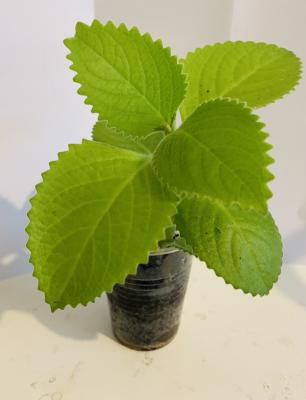 karpooravalli mint plant