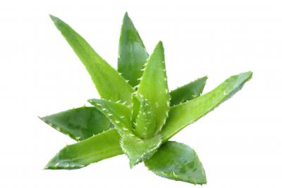 Aloe vera in 10-15cm